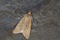 Udea uliginosalis