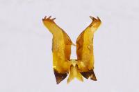 Psodos belzebuth belzebuth
