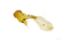 Perizoma incultaria