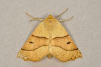 Crocallis elinguaria