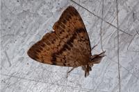 Lymantria dispar