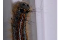 Malacosoma neustria