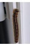 Malacosoma neustria