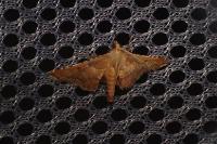 Endotricha flammealis