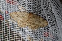 Ectropis crepuscularia