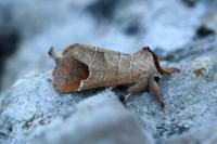 Clostera curtula