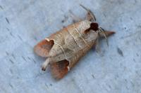 Clostera curtula