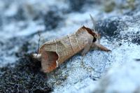 Clostera curtula