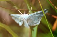 Pseudoterpna pruinata