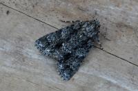 Acronicta rumicis