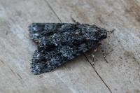 Acronicta rumicis
