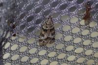 Eudonia mercurella