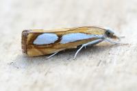 Catoptria pinella