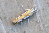 Catoptria pinella