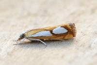 Catoptria pinella