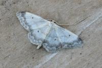 Idaea biselata