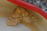 Anania verbascalis