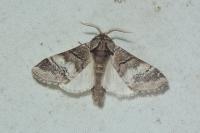 Drymonia querna