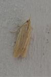 Ematheudes punctella