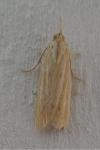 Ematheudes punctella
