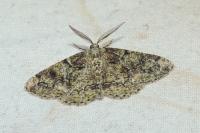 Cleorodes lichenaria