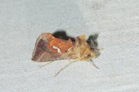 Macdunnoughia confusa