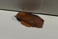 Gastropacha quercifolia