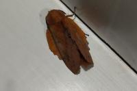 Gastropacha quercifolia