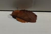 Gastropacha quercifolia