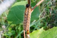 Clostera pigra