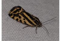 Emmelia trabealis