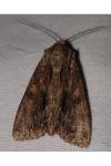 Apamea monoglypha monoglypha