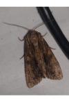 Apamea monoglypha monoglypha