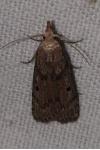 Aphomia sociella