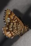 Chiasmia clathrata