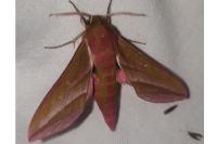 Deilephila elpenor