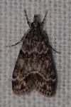 Eudonia mercurella