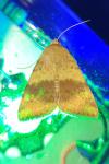 Heliothis viriplaca
