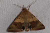 Heliothis viriplaca