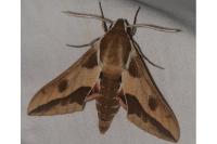 Hyles euphorbiae