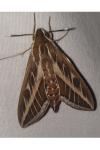 Hyles livornica