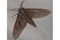 Hyloicus pinastri