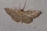 Idaea moniliata