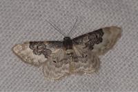 Idaea rusticata