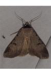 Lygephila craccae