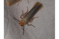 Manulea complana/pseudocomplana