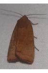 Noctua interjecta