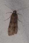 Nomophila noctuella