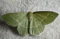 Chlorissa cloraria