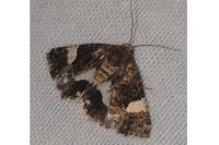 Tyta luctuosa